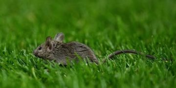 Mice spotted at Old Trafford ground during match between Man United and Bodo Glimt in Europa League Photo Courtesy: Getty Images