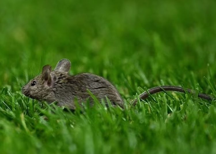 Mice spotted at Old Trafford ground during match between Man United and Bodo Glimt in Europa League Photo Courtesy: Getty Images